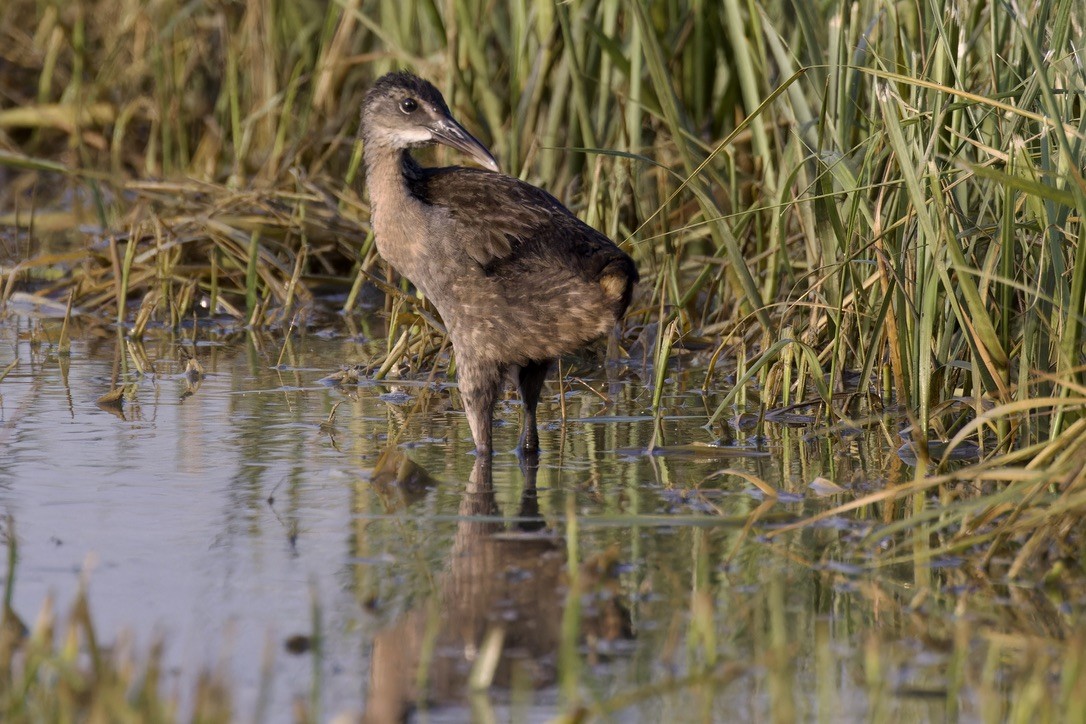 Clapper Rail - ML621469369