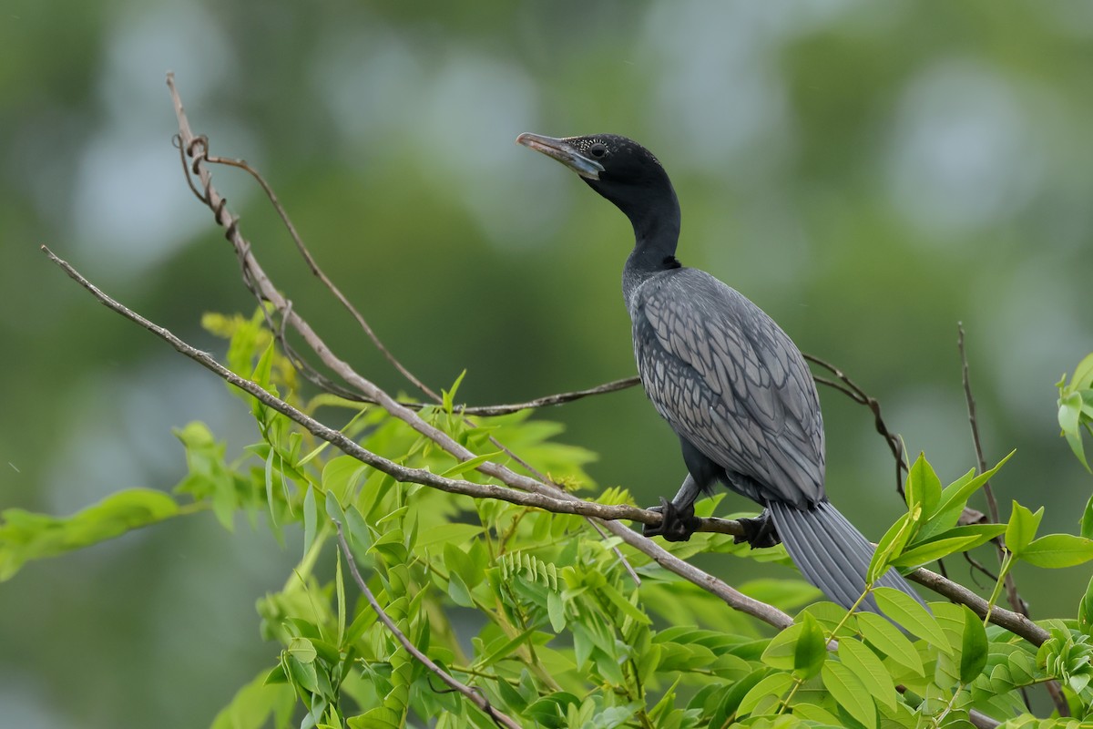 Cormoran de Vieillot - ML621469385