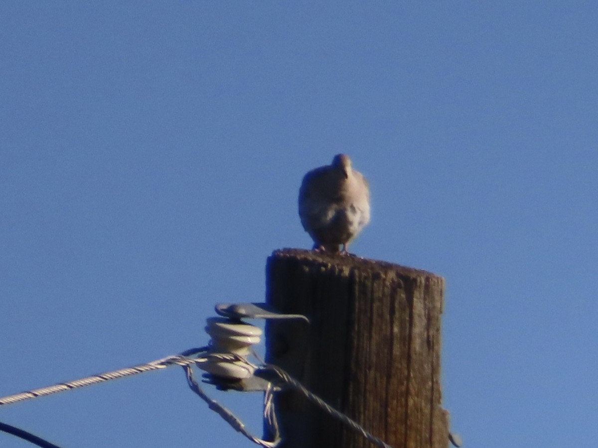 Eurasian Collared-Dove - ML621469402