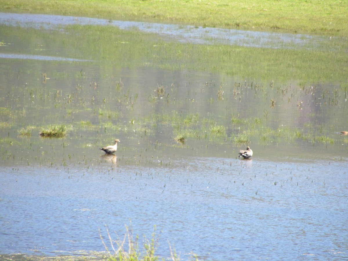 Upland Goose - ML621469443