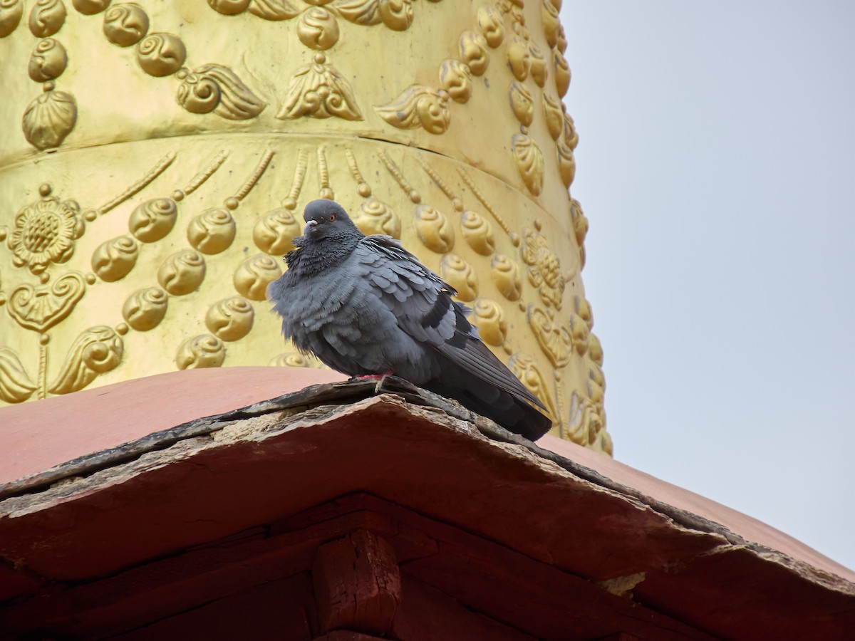 Rock Pigeon - ML621469531