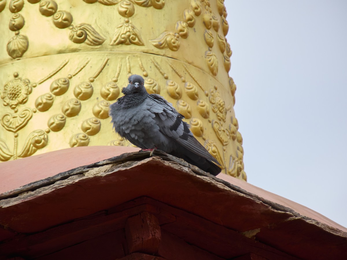 Rock Pigeon - ML621469532