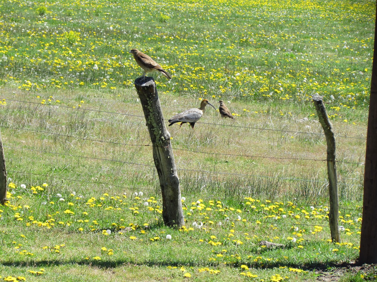 Black-faced Ibis - ML621469604