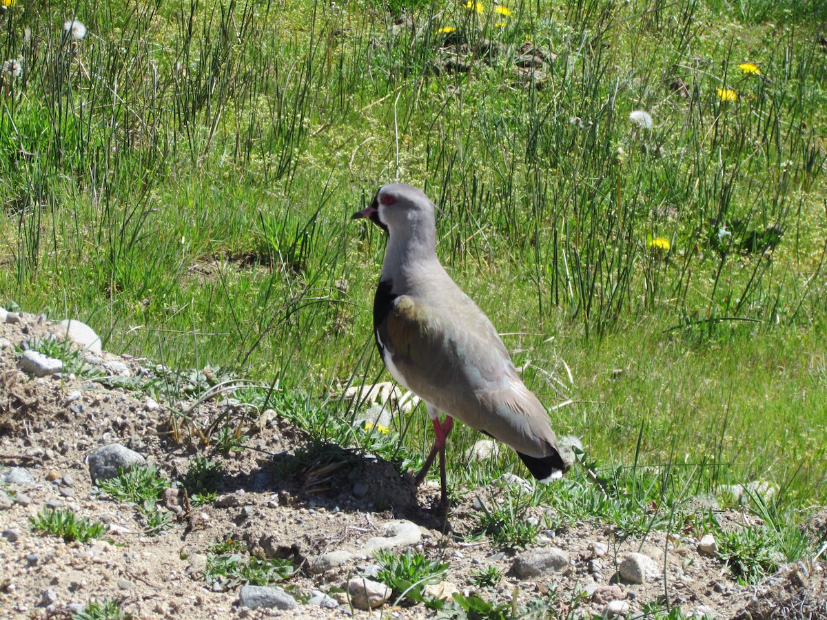 Southern Lapwing - ML621469629