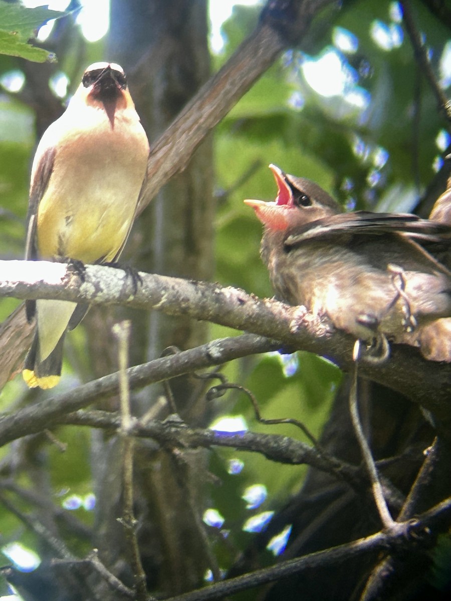 Cedar Waxwing - ML621469638