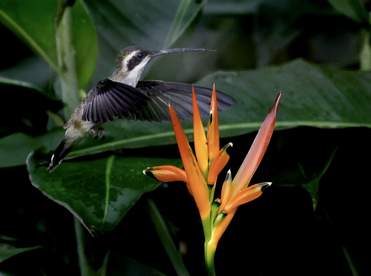 Pale-bellied Hermit - ML621469641