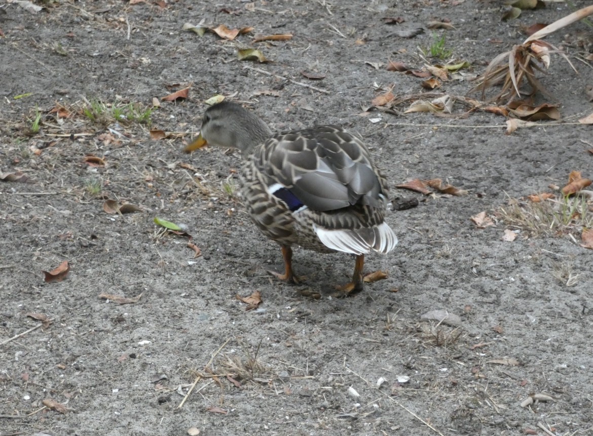 Mallard - Noah  Butas