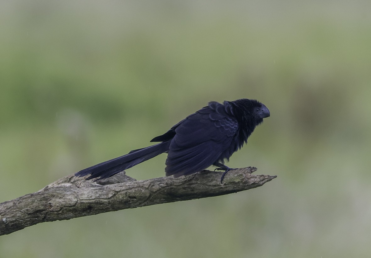 Smooth-billed Ani - ML621469646