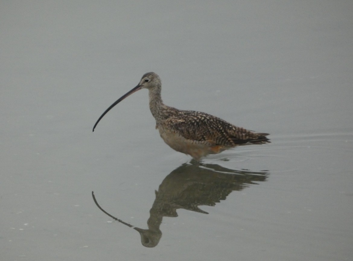 Long-billed Curlew - ML621469652