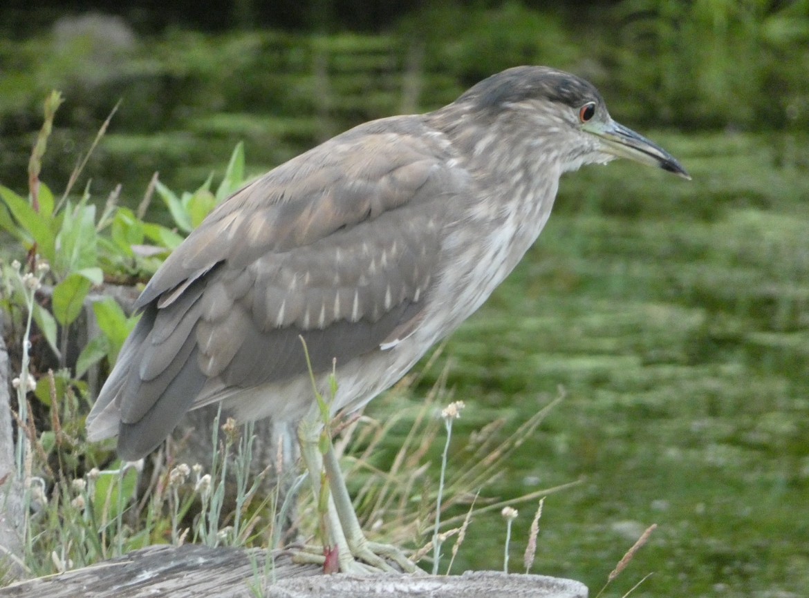 Black-crowned Night Heron - ML621469665