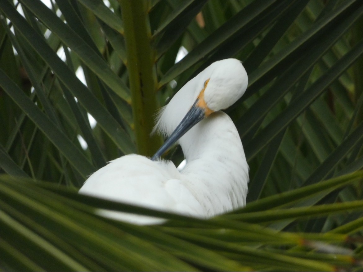 Snowy Egret - ML621469675