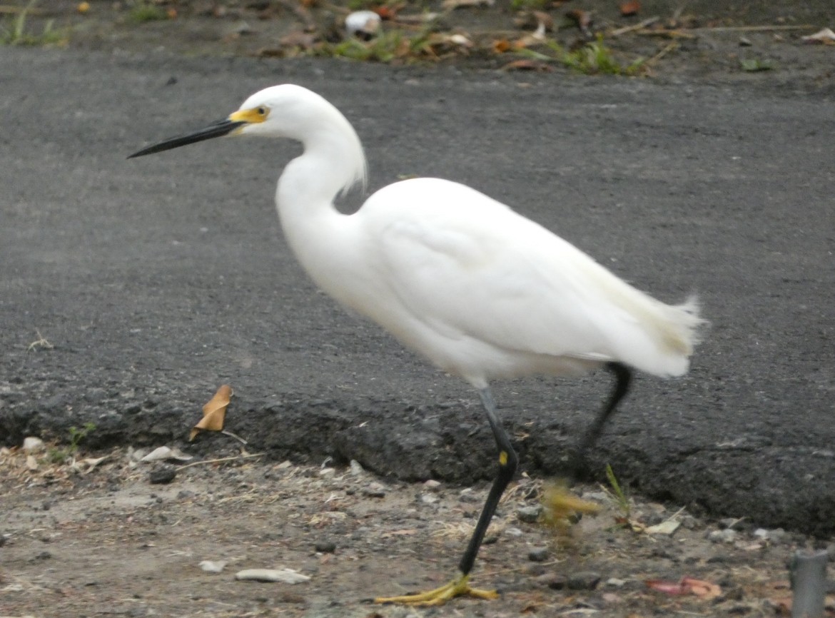 Snowy Egret - ML621469676