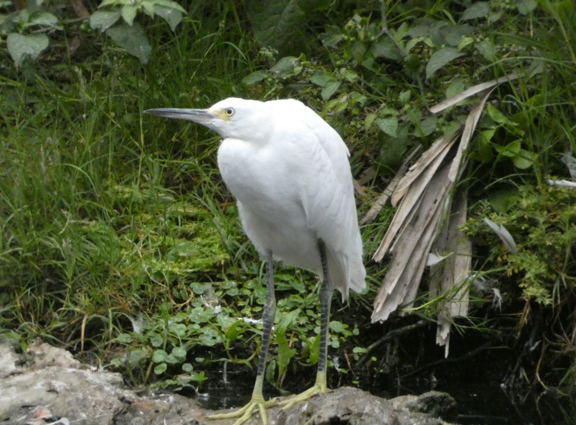 Snowy Egret - ML621469677