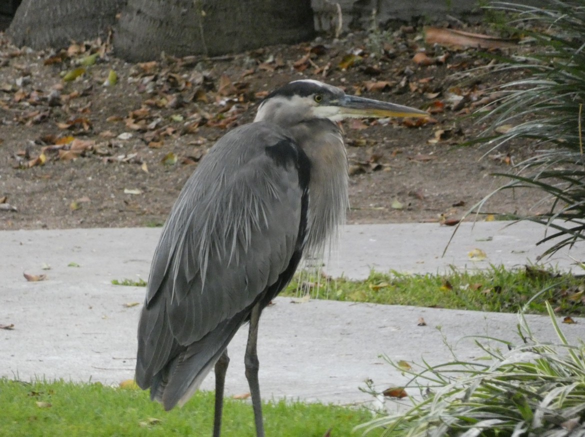 Great Blue Heron - ML621469680