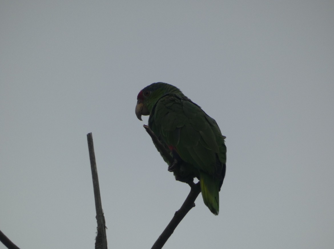 Red-crowned Parrot - ML621469681