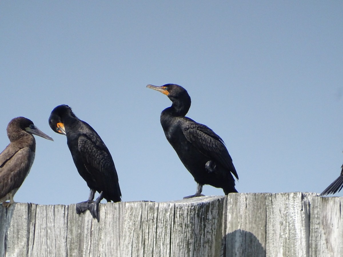 Cormoran à aigrettes - ML621469771