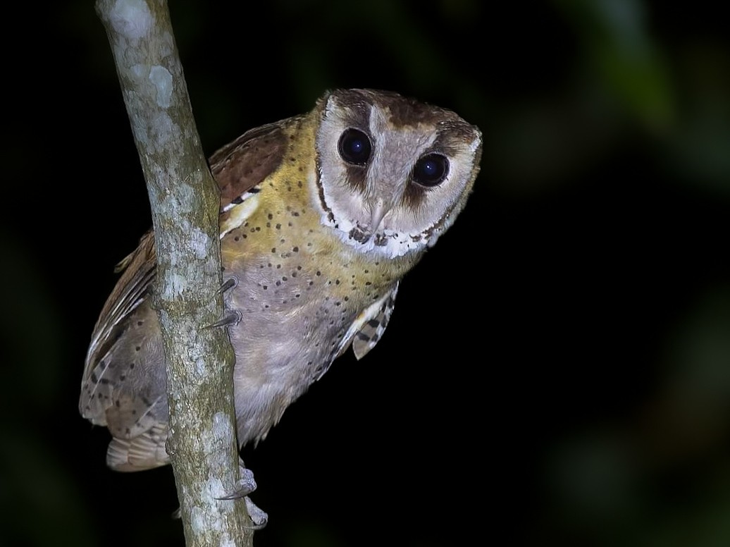 Oriental Bay-Owl - ML621469810