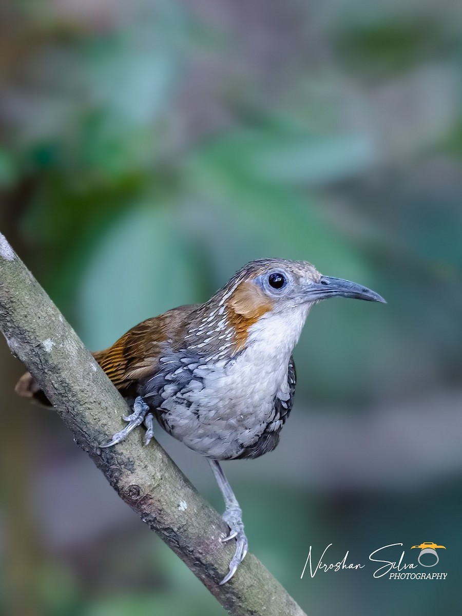 Large Scimitar-Babbler - ML621469854