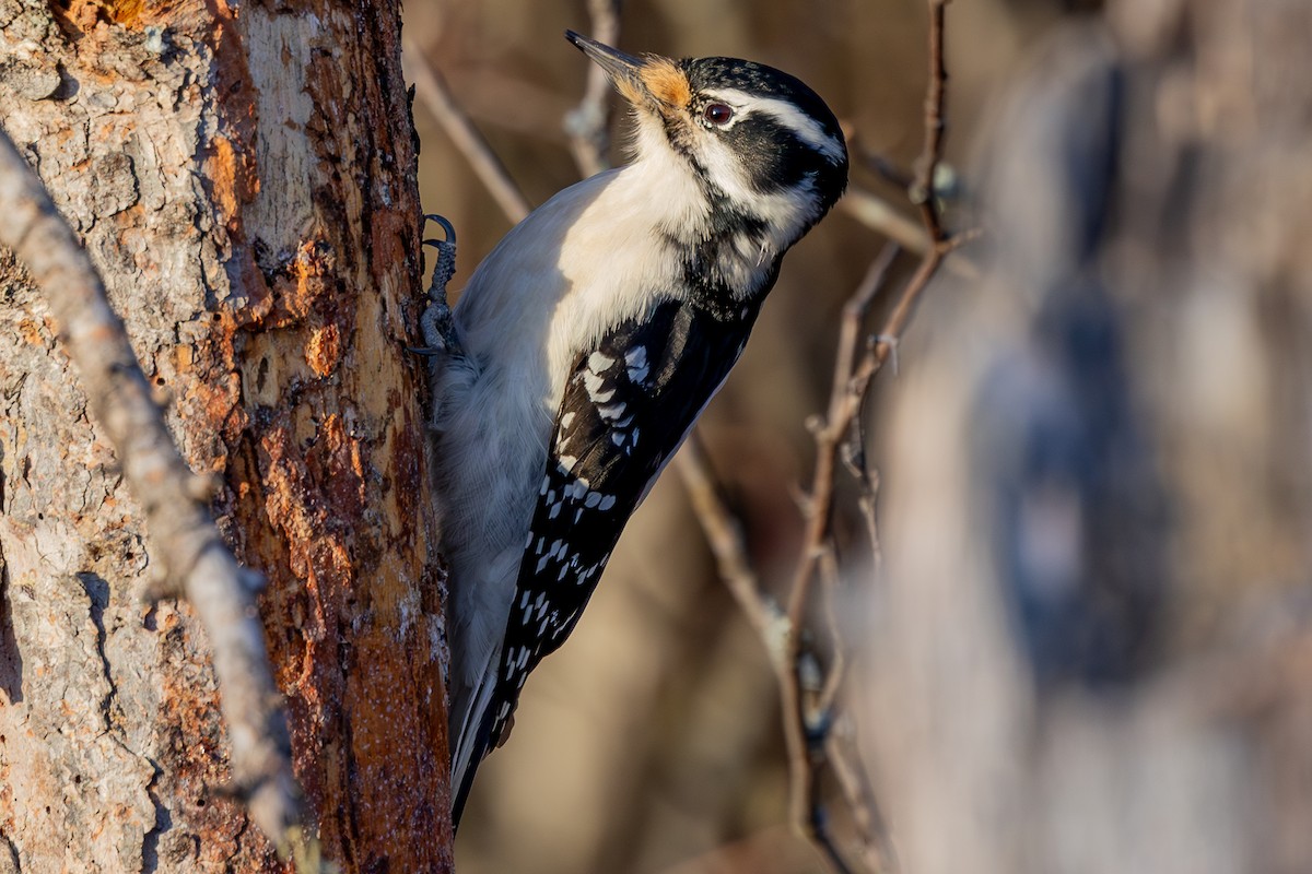 Downy Woodpecker (Eastern) - ML621469858