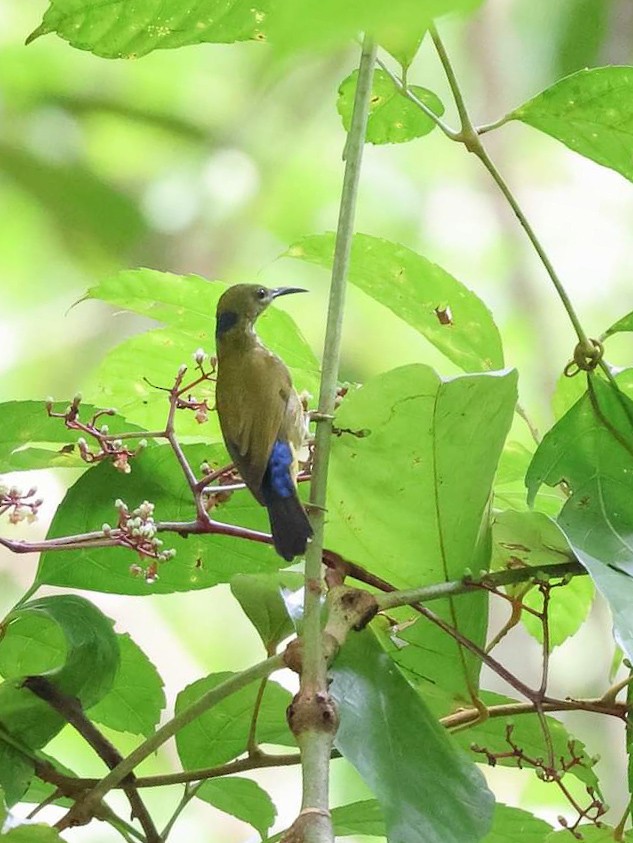 Purple-naped Spiderhunter - ML621469920