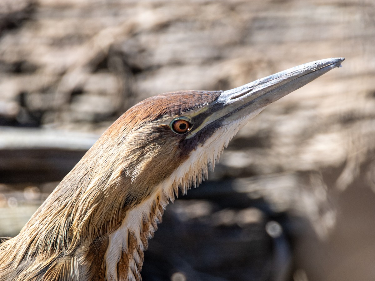 American Bittern - ML621469968