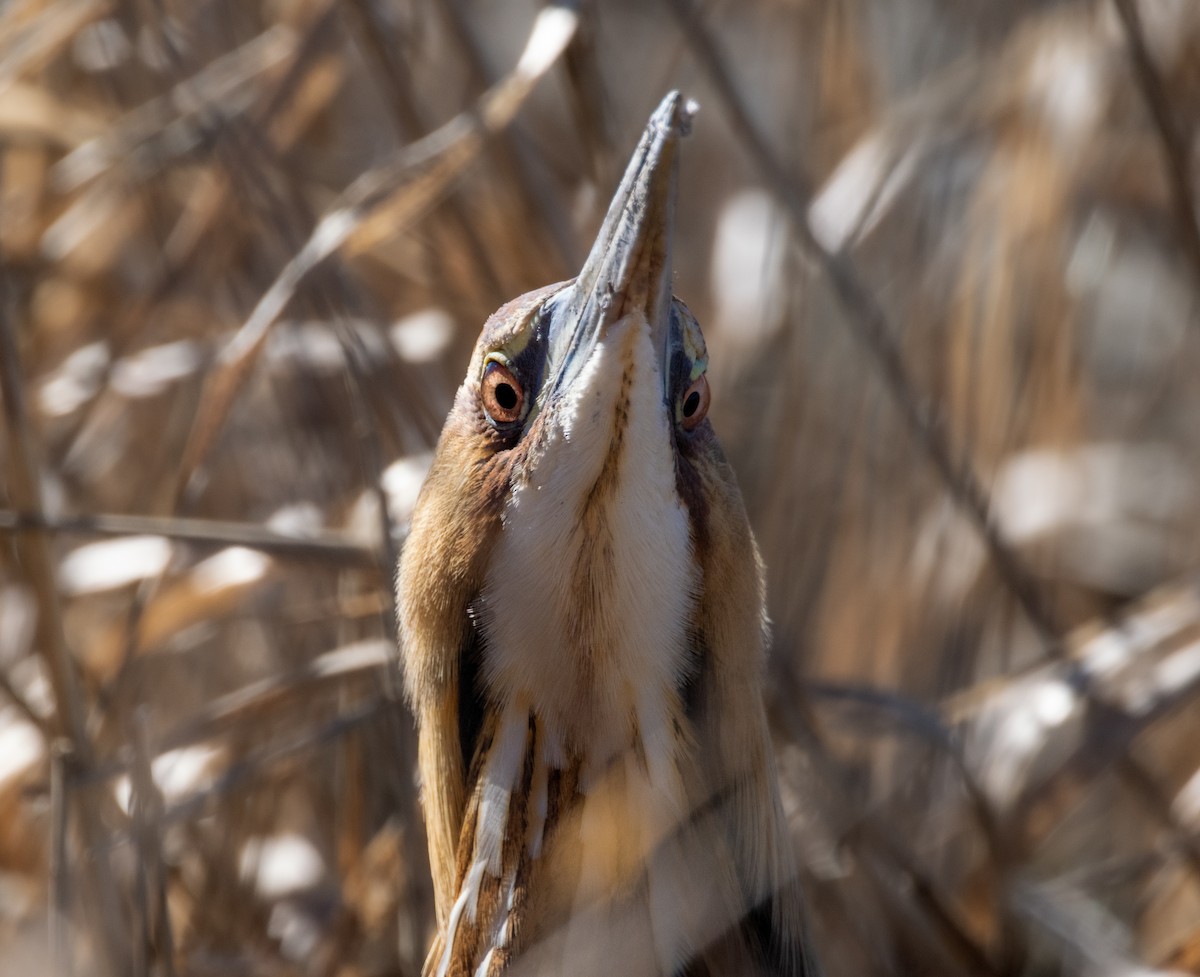 American Bittern - ML621469969