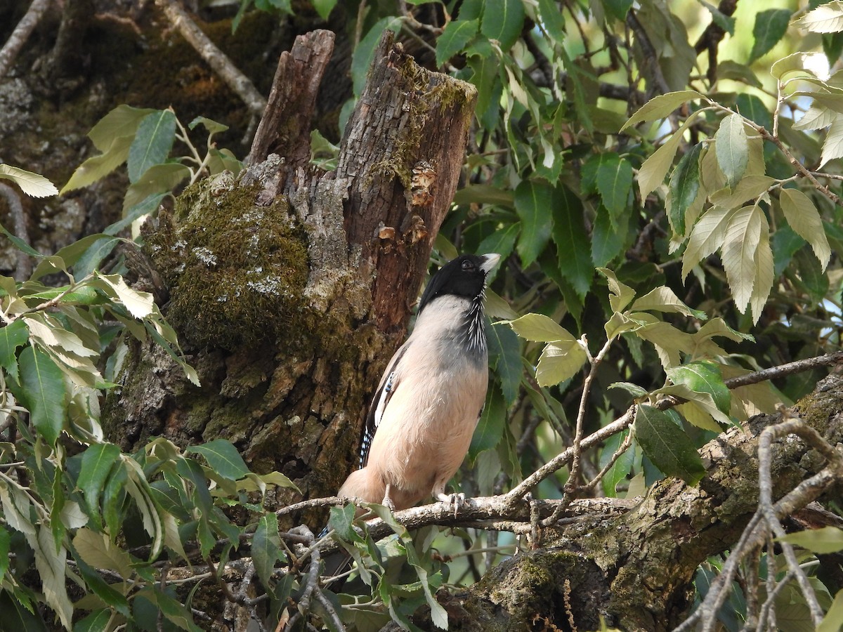 Black-headed Jay - ML621469988