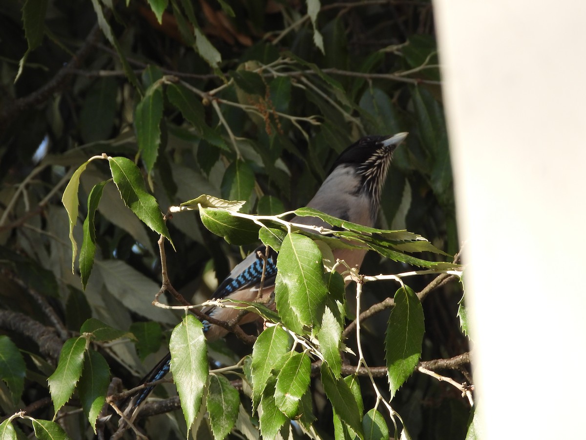Black-headed Jay - ML621469989