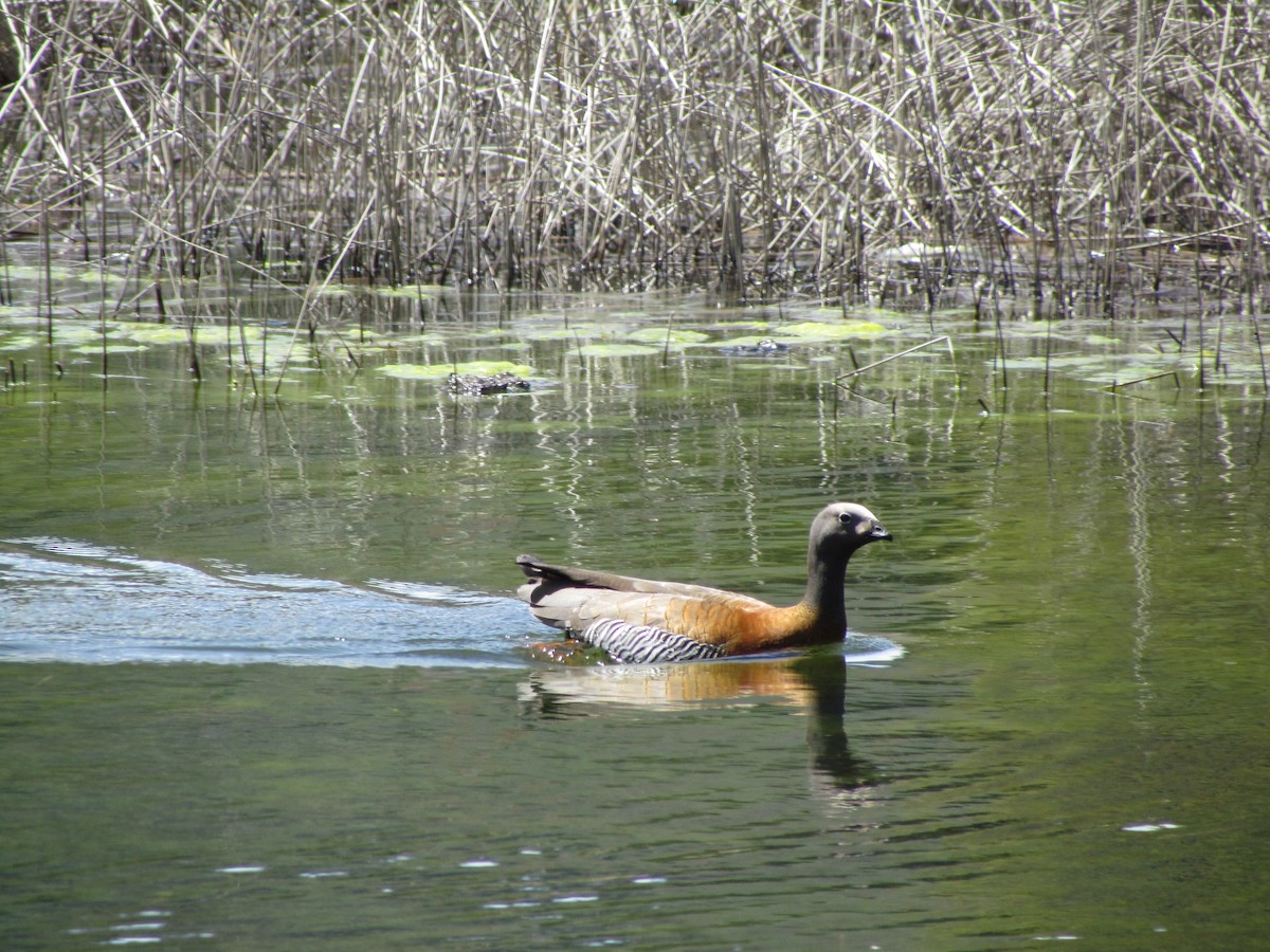 Ashy-headed Goose - ML621470028