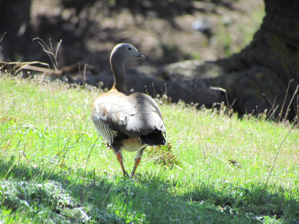 Ashy-headed Goose - ML621470045