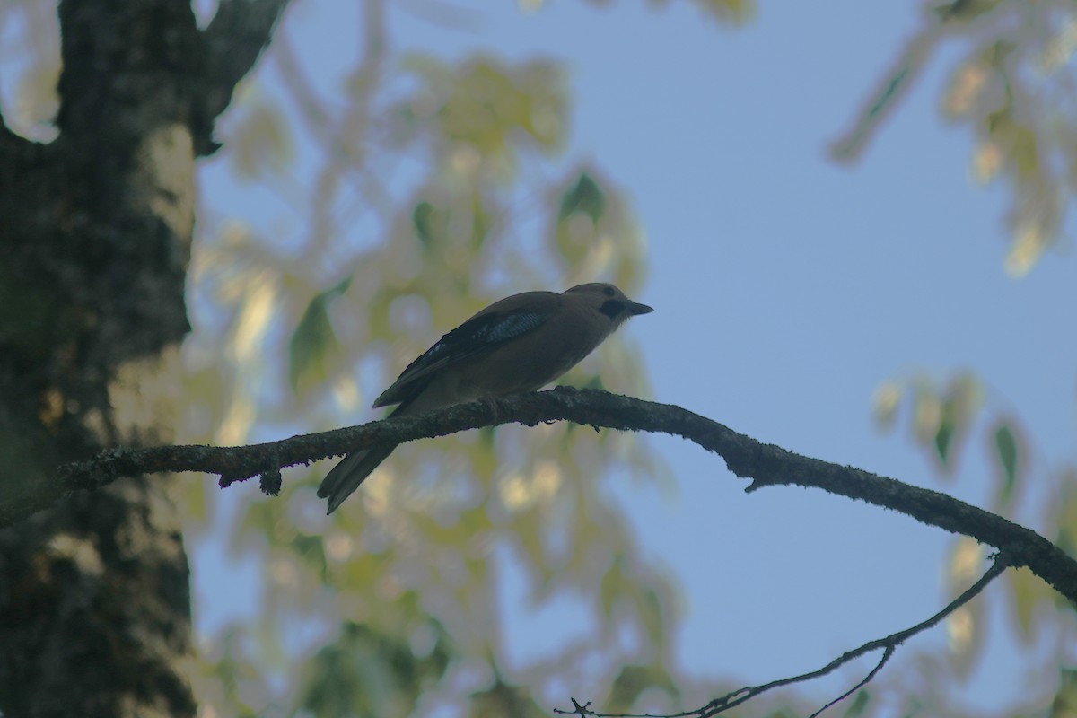 Eurasian Jay - ML621470086