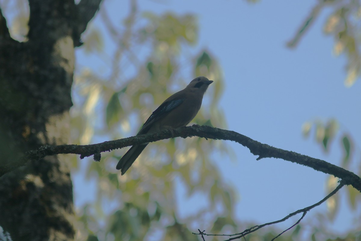 Eurasian Jay - ML621470087