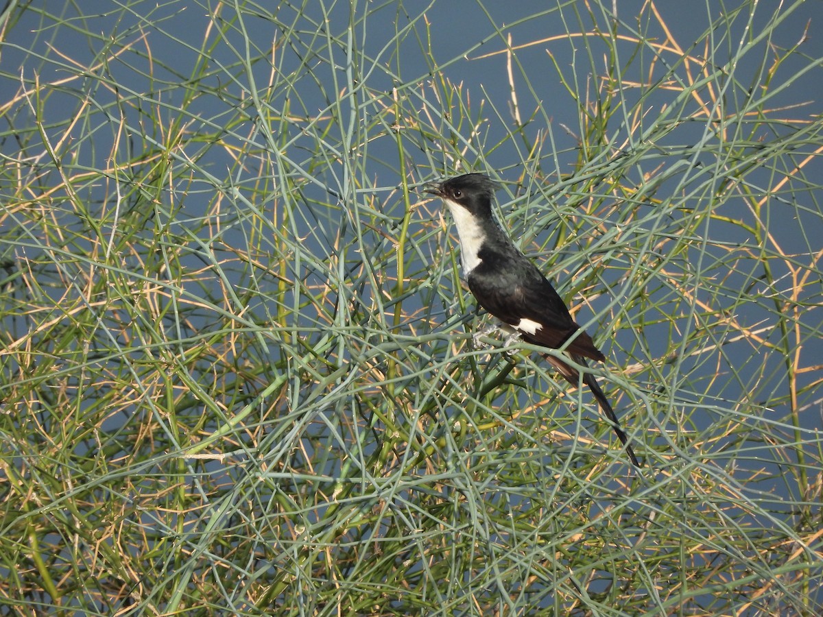 Pied Cuckoo - Ranjeet Singh