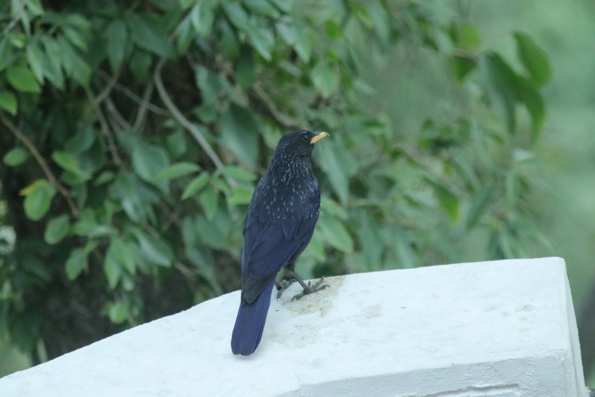 Blue Whistling-Thrush - ML621470189