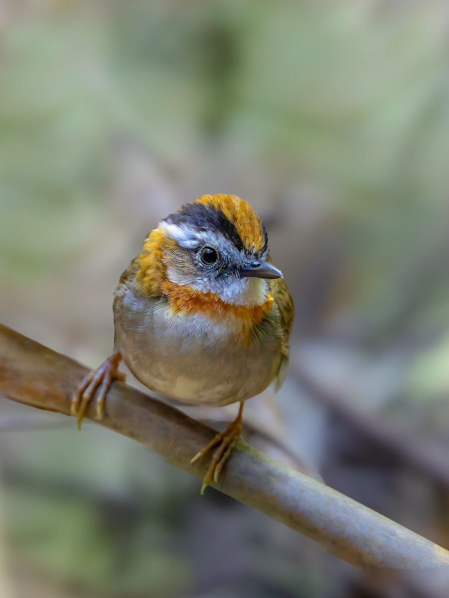 Rufous-throated Fulvetta - ML621470216