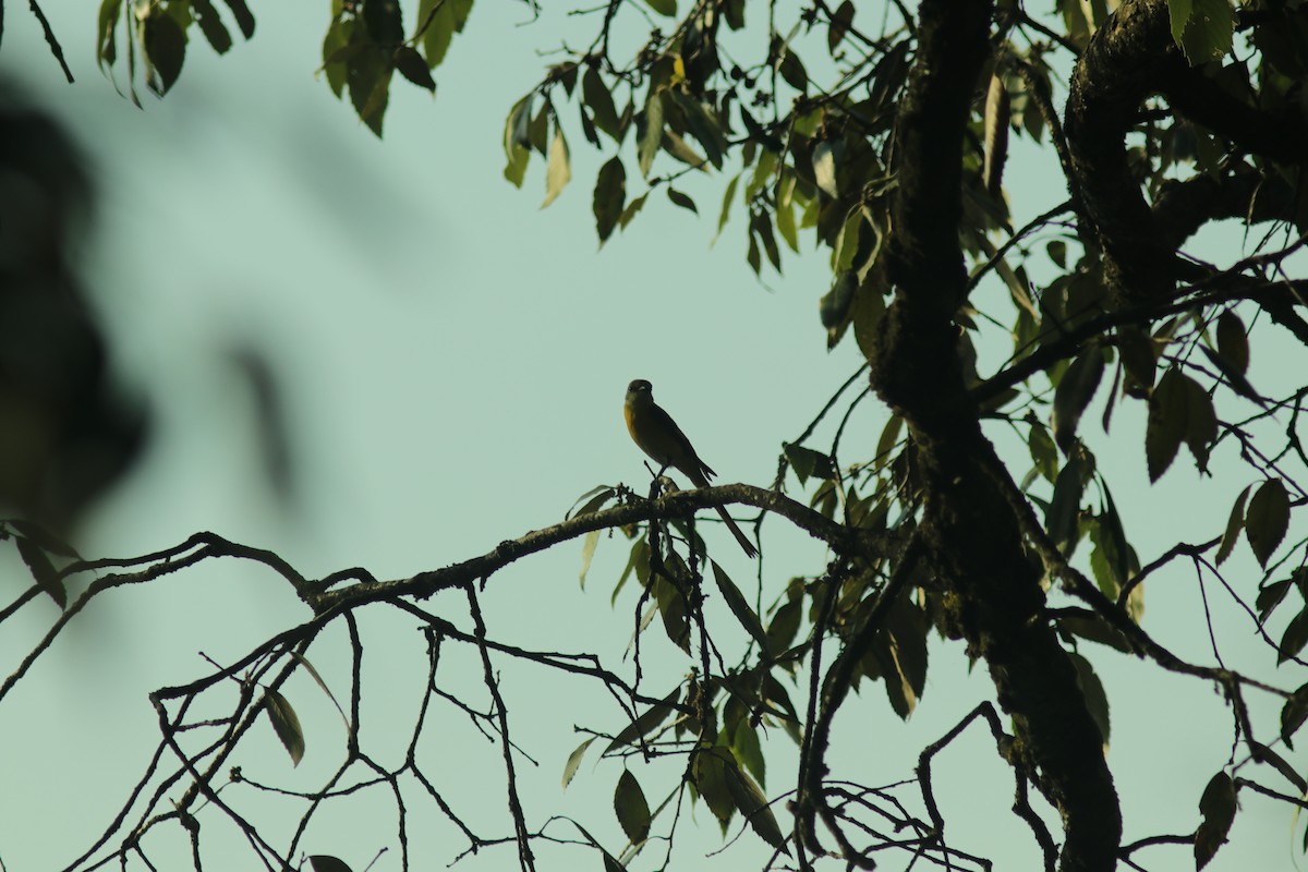 Long-tailed Minivet - ML621470217