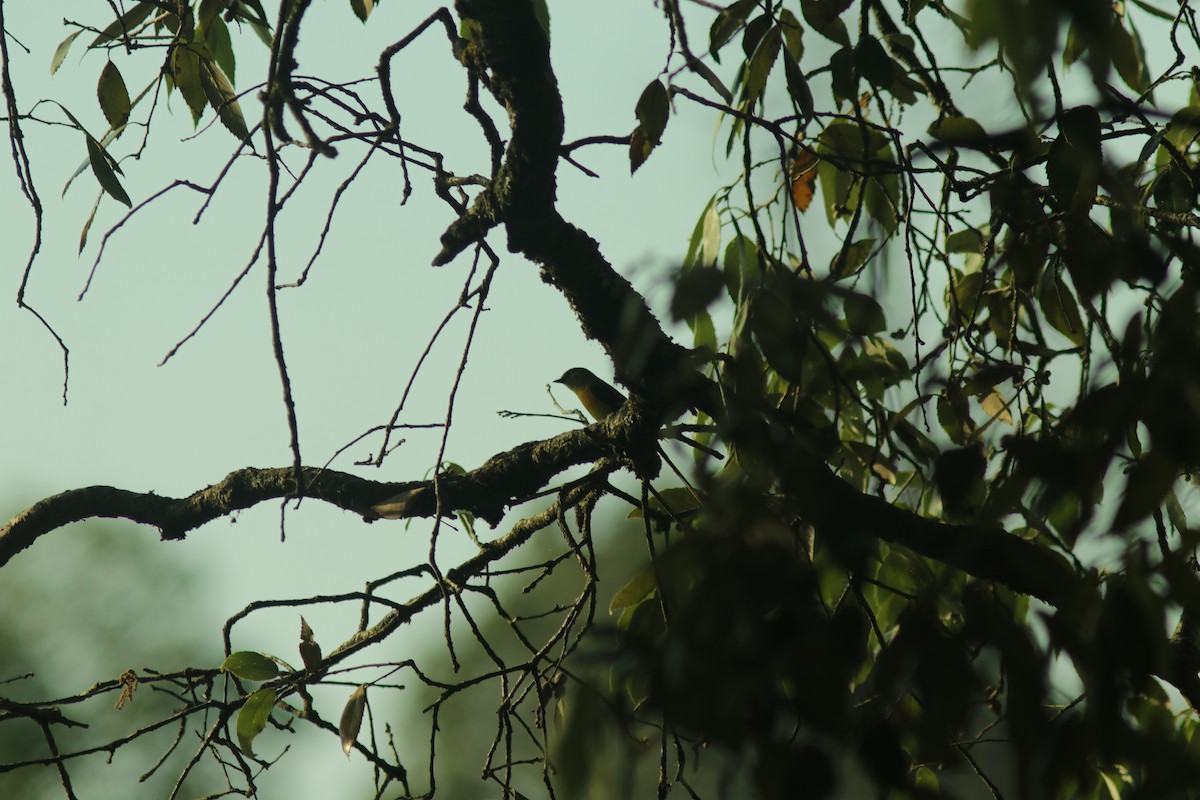 Long-tailed Minivet - ML621470218