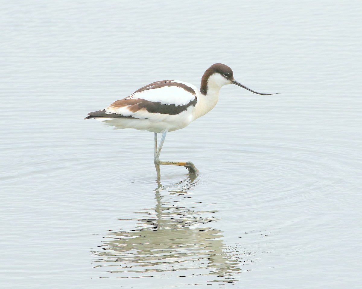 Pied Avocet - ML621470224