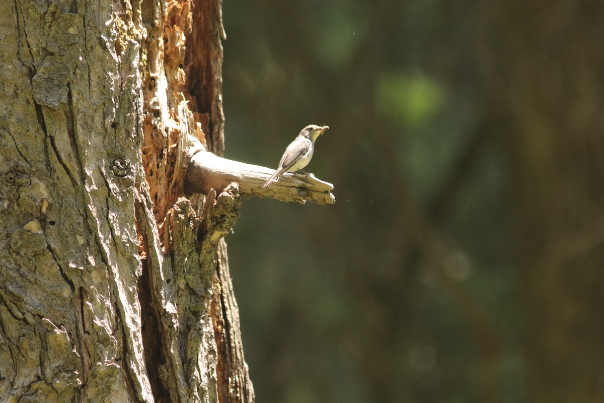 Ultramarine Flycatcher - ML621470262