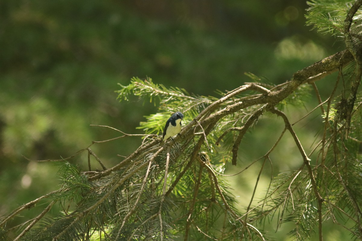 Ultramarine Flycatcher - ML621470263