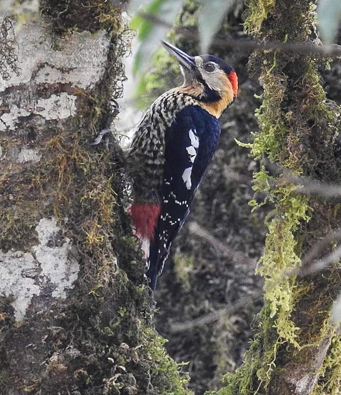 Darjeeling Woodpecker - Niroshan Silva