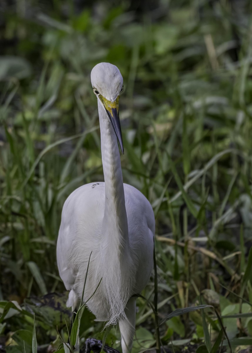 Medium Egret - Keshava Mysore