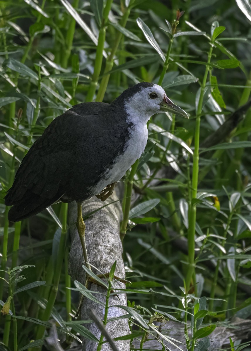 White-breasted Waterhen - ML621470380