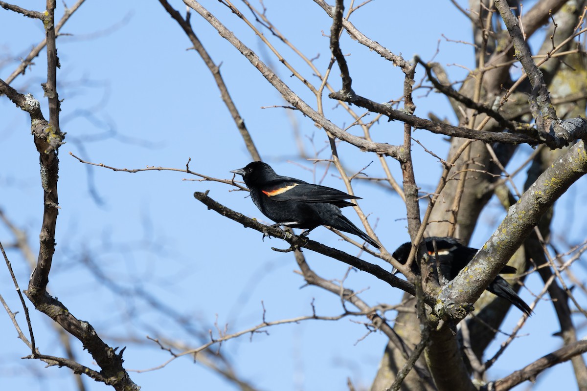Red-winged Blackbird - Kalpesh Krishna