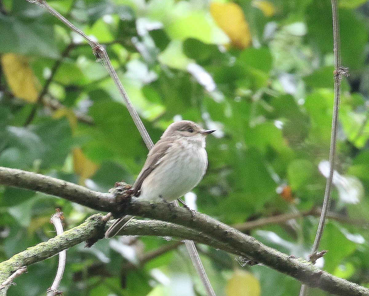 Spotted Flycatcher - ML621470455