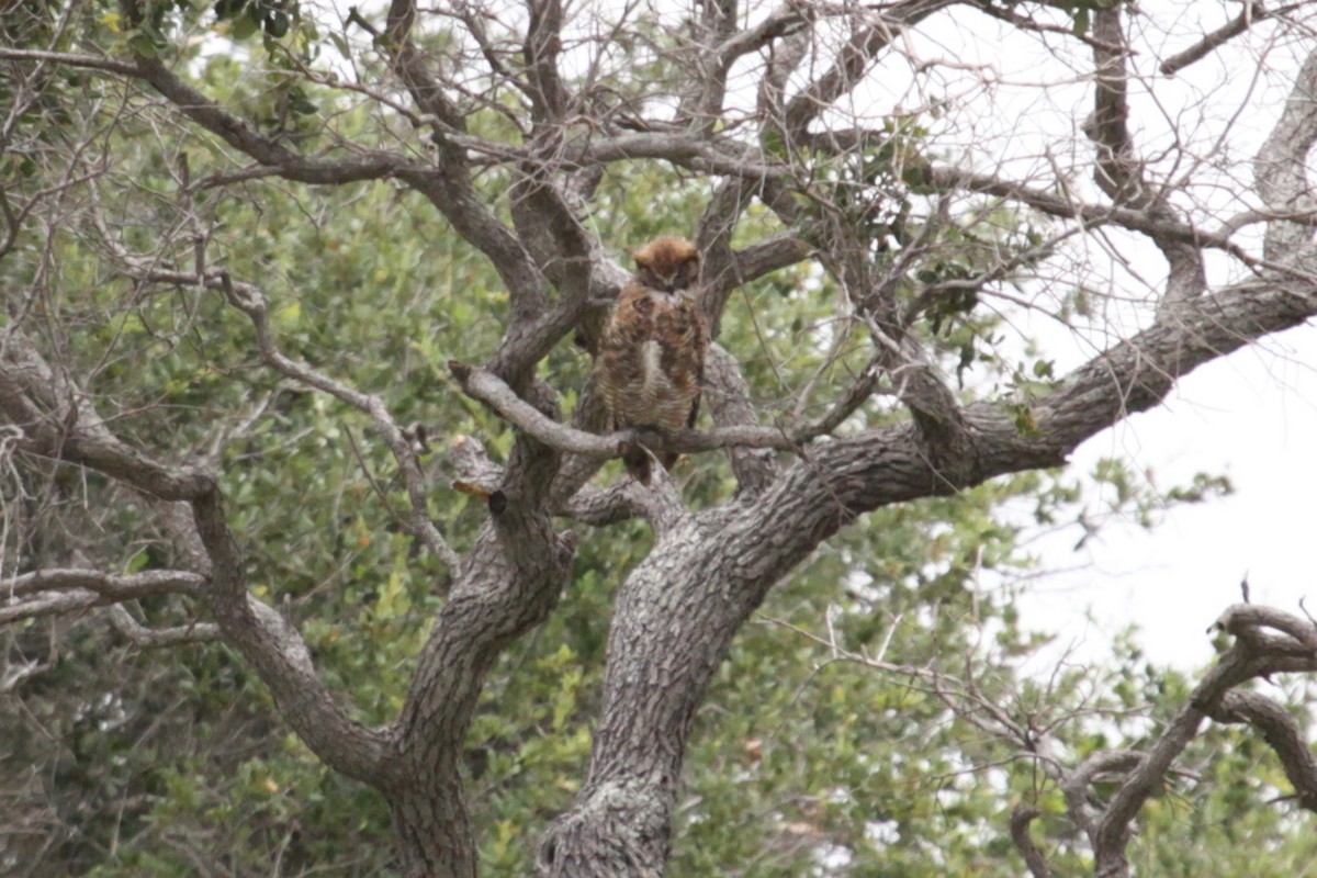 Great Horned Owl - ML621470471