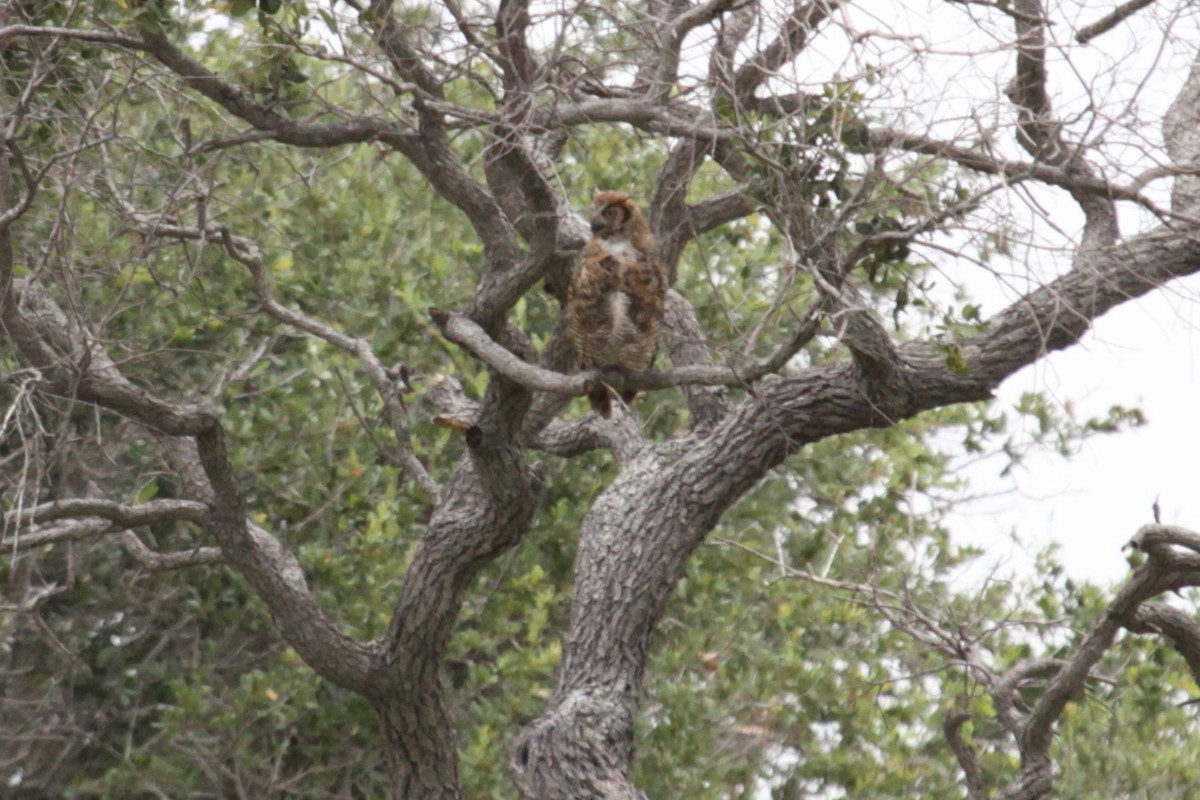 Great Horned Owl - ML621470472