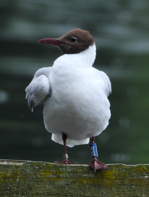 Black-headed Gull - ML621470511