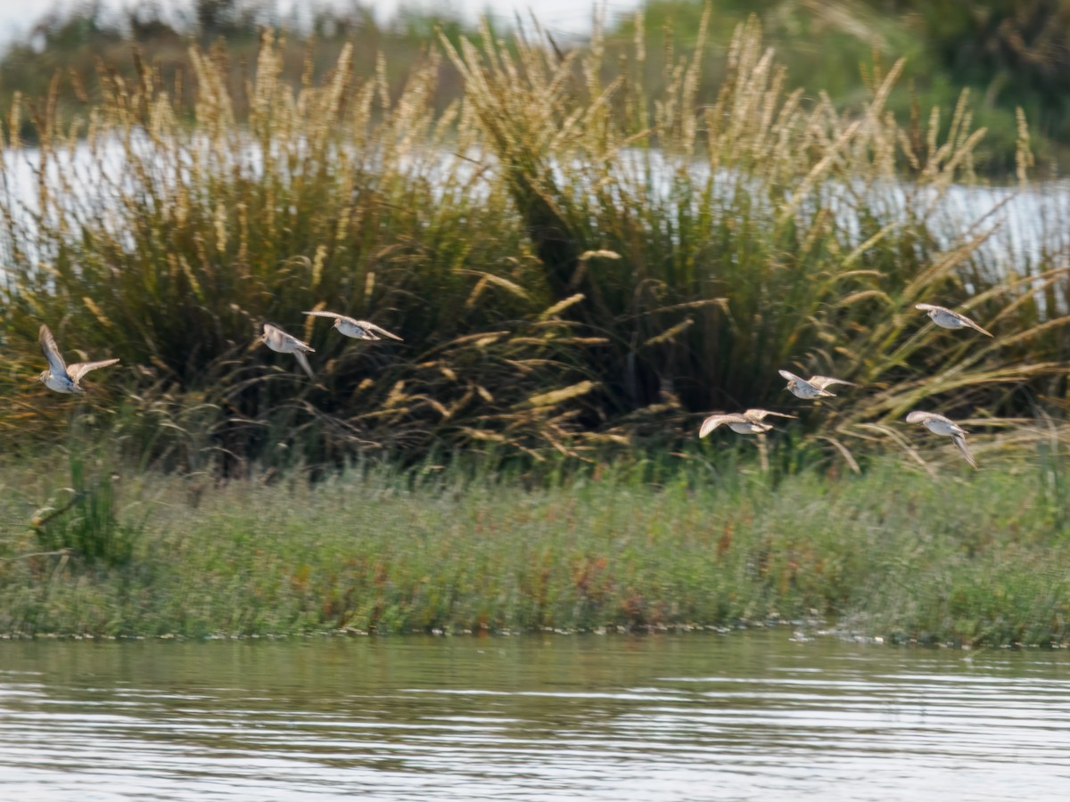 Long-billed Curlew - ML621470512