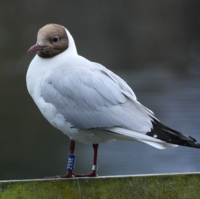 Black-headed Gull - ML621470515